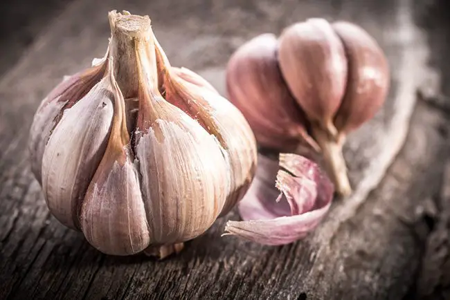 garlic cure