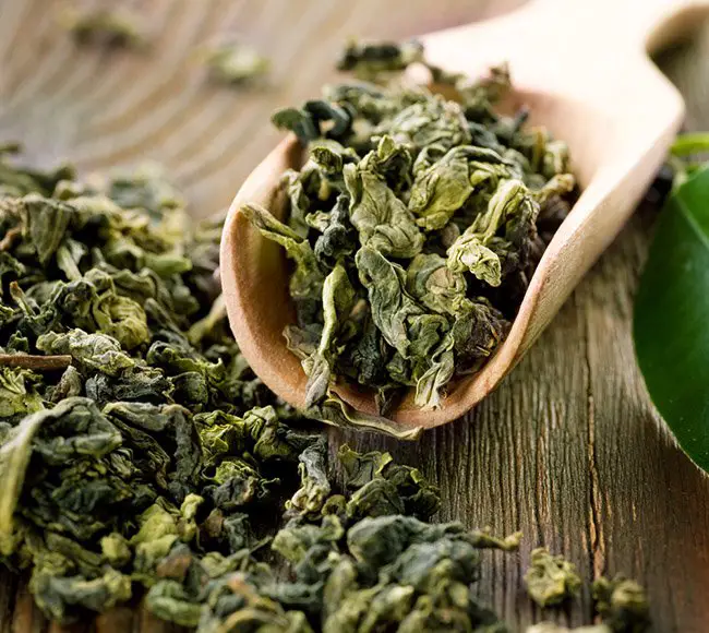 green tea to lose weight