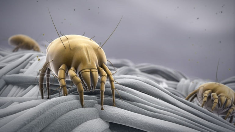 Do not let the bed bugs bite your lungs
